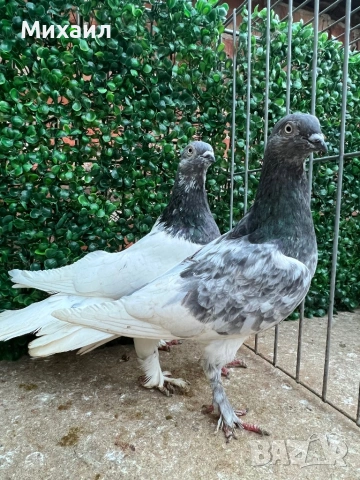Сатинети, Унгарци, снимка 6 - Гълъби - 53406751