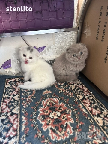 Шотландски клепоухи котенца , снимка 17 - Британска късокосместа - 39110730