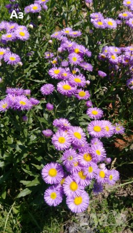 Продавам семена  на градинска синя Маргарита (реколта 2025 г), снимка 14 - Разсади - 37323278