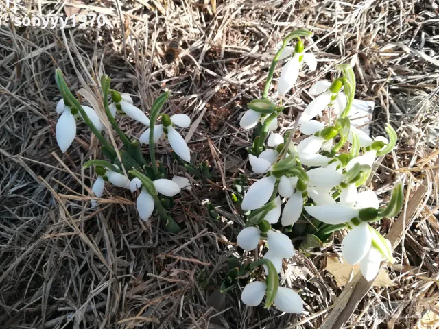 ЛОТ ЛУКОВИЦИ С КОКИЧЕТА В САКСИЯ 0202251645, снимка 13 - Градински цветя и растения - 48931567