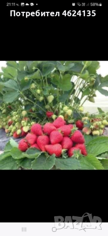 Продавам разсад ягоди, снимка 3 - Сортови семена и луковици - 52068496