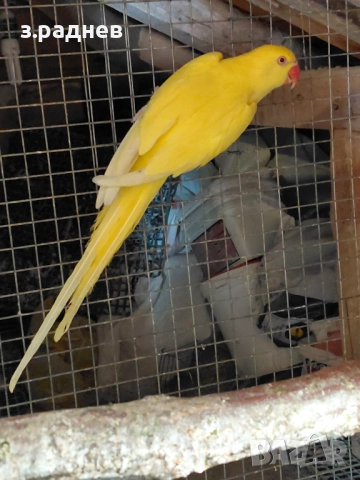 Женски малък александър на 3г, снимка 2 - Папагали - 52271334