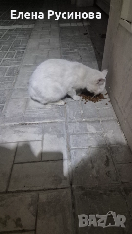 Подарявам бяло женско коте, снимка 1