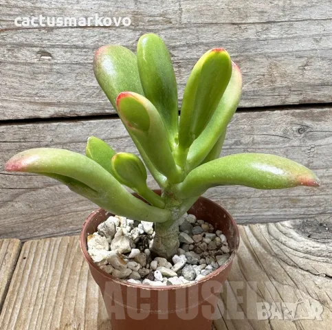 Crassula ovata ‘Hobbit Sunset’