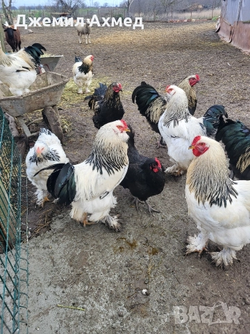 брами петли и носачки