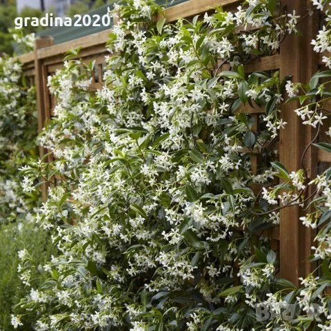 Жасмин вечно зелен Налични 4 вида, снимка 7 - Разсади - 49939528