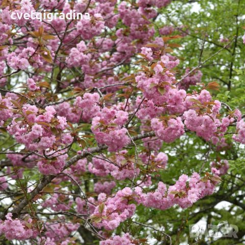 Prunus Royal Burgundy(Прунус Роял Бургунди), снимка 2 - Градински цветя и растения - 43818296