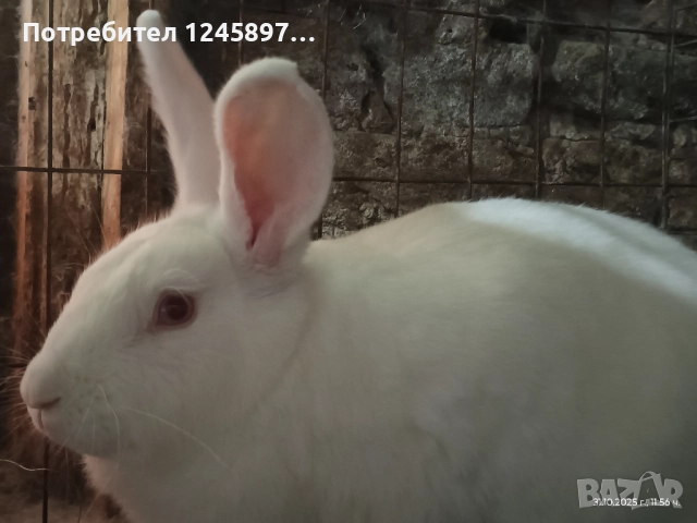 Зайци за разплод или трупно