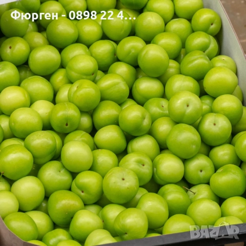 Слива Папаз (Papaz Erik) – характеристики на сорта, снимка 3 - Разсади - 52229545