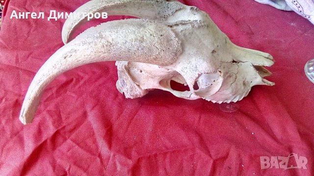 Череп от сръндак , снимка 12 - Антикварни и старинни предмети - 38115260