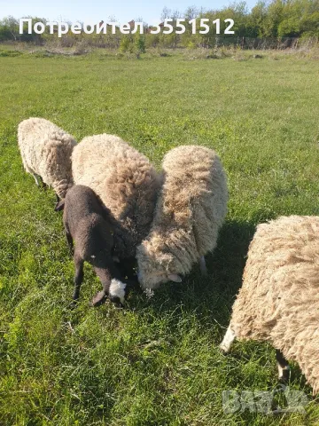 миналогошно кочле, снимка 1