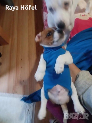 Джак Ръсел , снимка 3 - Джак ръсел териер - 52925692