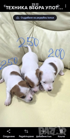 джак ръсел териер 3 броя женски, снимка 8 - Джак ръсел териер - 52885801