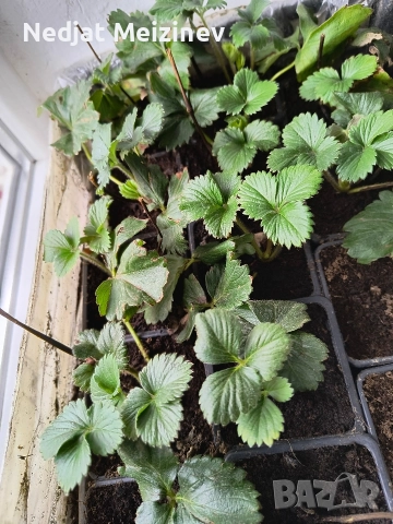 Ягоди сорт Зенга Зенгана, снимка 2 - Разсади - 52894161