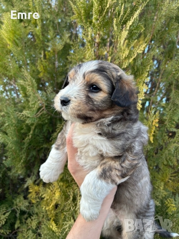 Обикновени Болонки, снимка 3 - Болонка - 52849550