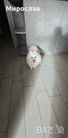 Продавам померанче, снимка 2 - Померан - 52974023