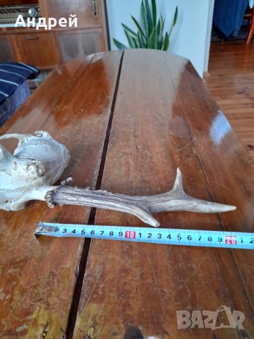 Стар ловен трофей, снимка 5 - Други ценни предмети - 43170594