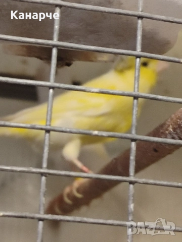 Канари, снимка 2 - За птици - 53169586