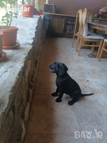 Черни лабрадорчета, снимка 1