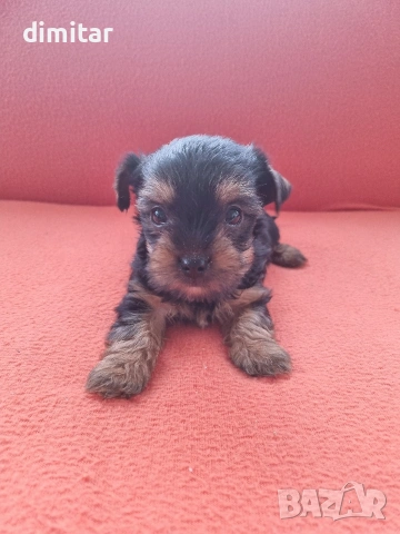 Йоркшир териер момче. , снимка 7 - Йоркширски териер - 53138683