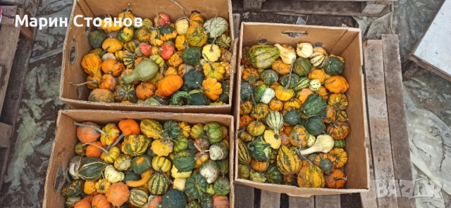 Тикви за декорация, снимка 5 - Градински цветя и растения - 52455847