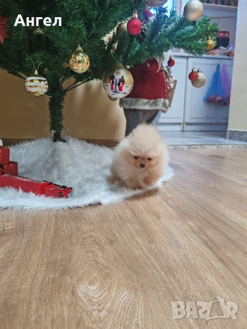 Померан, снимка 6 - Померан - 52946732