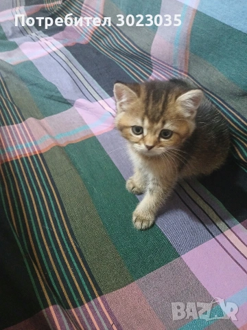 британска чинчила с родословие 600лв , снимка 18 - Британска късокосместа - 53013627