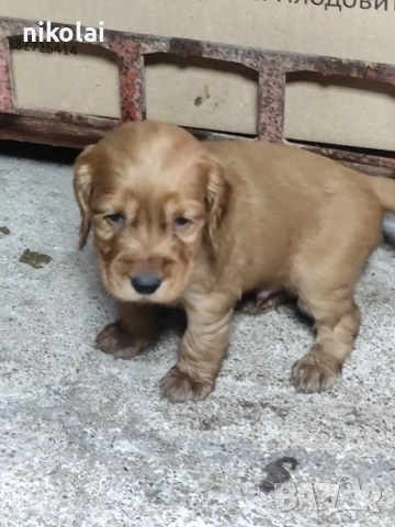 Кокер шпаньол 