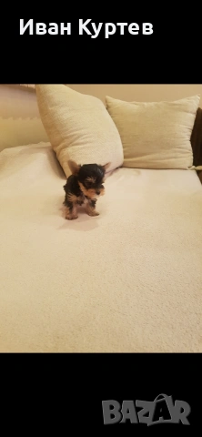 Йоркширски териер Мини , снимка 4 - Йоркширски териер - 53579810