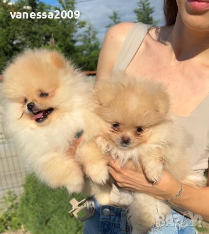 Померани , снимка 12 - Померан - 39236008