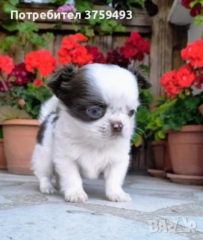 Момче мини чихуахуа , снимка 1