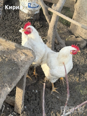 Пуйки и петли , снимка 6 - Кокошки и пуйки - 53321797