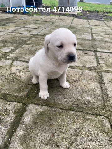 Бебета Лабрадори, снимка 4 - Лабрадор ретривър - 53302211