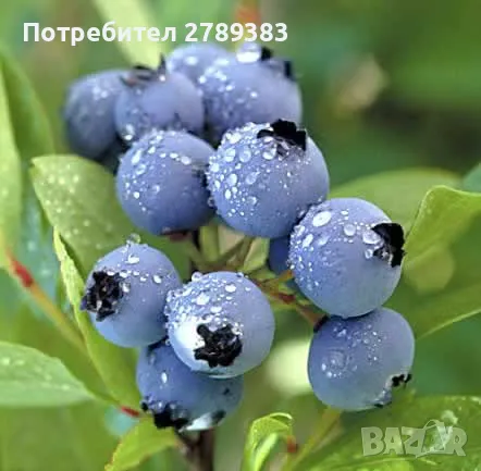 Боровинки, снимка 1