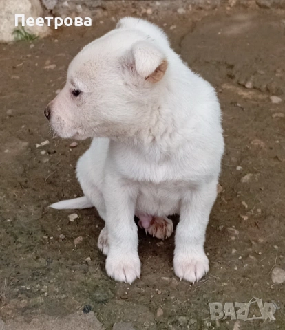 Кученца за подаряване., снимка 4 - Други - 53301045