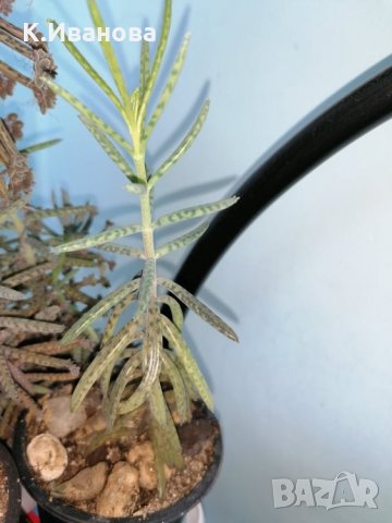 Цветя, снимка 5 - Декорация за дома - 32877351