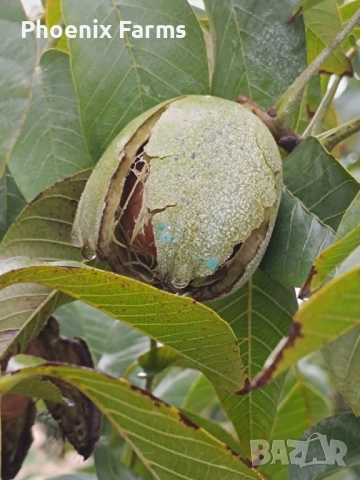 Шипки, Билков пчелен Мед, Боров прашец, коприва, пелин, снимка 10 - Домашни продукти - 50332840