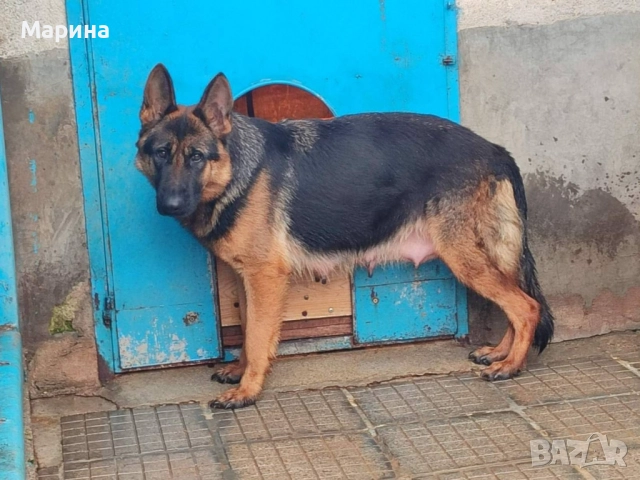 Немски овчарки мъжки и женски, снимка 6 - Немска овчарка - 52669737