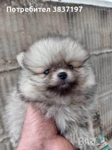 6 мъжки и 1 женско, снимка 9 - Померан - 52996319