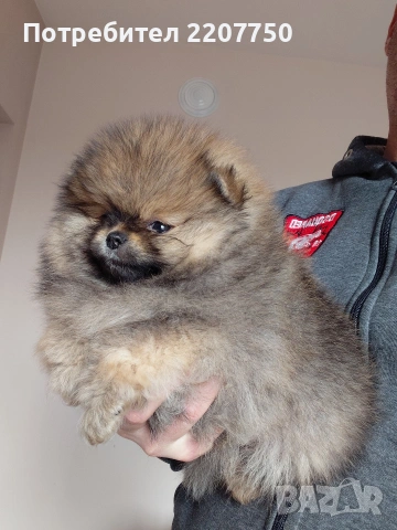продавам померан 