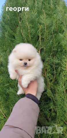 Померан померанче, снимка 5 - Померан - 32224916