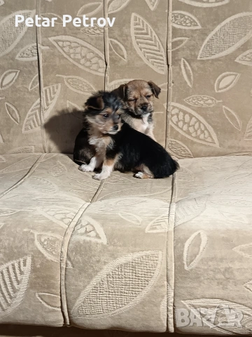 Мини пинчер чихуахуа, снимка 3 - Чихуахуа - 52816462