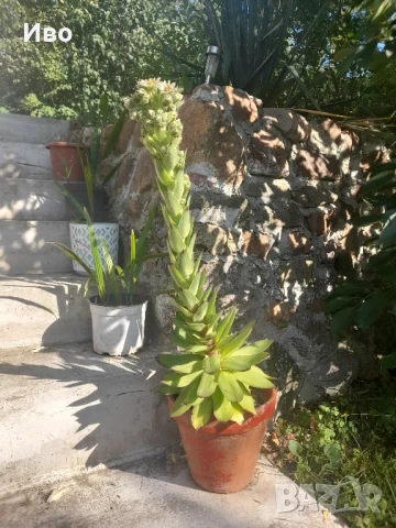 Планинска роза,Алпийска роза,Дебела Мара,Дебелец, Бабино ухо, Семпервивум , снимка 12 - Градински цветя и растения - 41711239