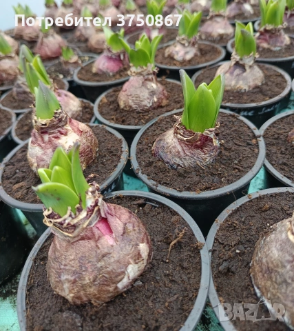 🌸🌿💞 Зюмбюл в саксия (Hyacinthus), снимка 13 - Градински цветя и растения - 53385103