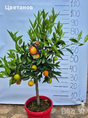 Цитрус "Кукле"