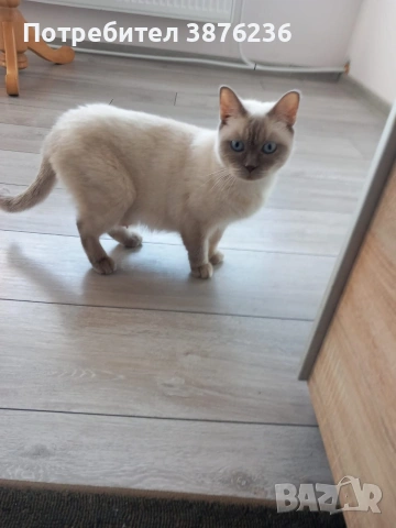 Британска късокосместа Колор пойнт , снимка 3 - Британска късокосместа - 53051504