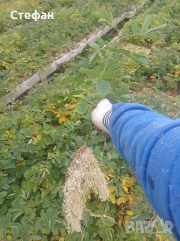 Разсад Роза Дамасцена, снимка 2 - Разсади - 53040393