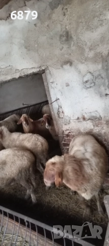 Продавам овце, снимка 4 - Овце - 52661931