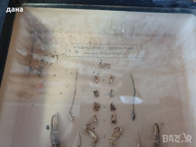 Разчленен речен рак , снимка 2 - Други ценни предмети - 33483927