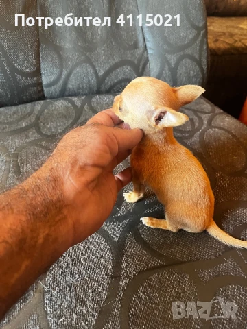 Мини чихуахуа, снимка 5 - Чихуахуа - 45990587